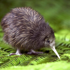 Lee más sobre el artículo La fauna de Nueva Zelanda